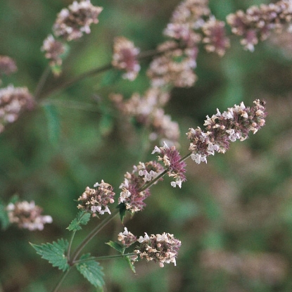 Picture of Herb Catnep (Catnip Nepeta Cataria)